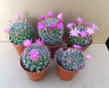 Mammillaria zeilmanniania for sale  Shipping to Ireland