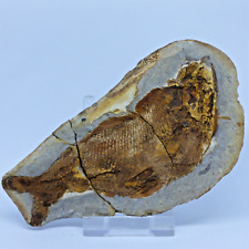 Detailed fossil fish for sale  CIRENCESTER