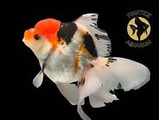 R2114 thai oranda for sale  Discovery Bay