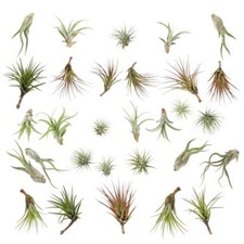 Air plants range for sale  DRONFIELD