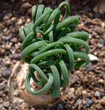 Albuca spiralis corkscrew d'occasion  Expédié en France