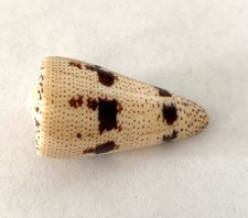 Coquillage conidae augur d'occasion  Mandelieu-la-Napoule