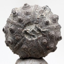 Sea urchin fossil for sale  Tucson