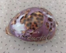 Coquillage cypraea tigris d'occasion  Brie-Comte-Robert