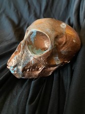 Vervet monkey skull for sale  Jackson Heights