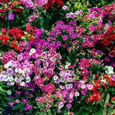 Dianthus indian carpet for sale  STAFFORD