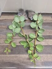 Large peperomia hope for sale  LONDON