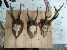 Konvolut geweihe holztafel gebraucht kaufen  Brannenburg