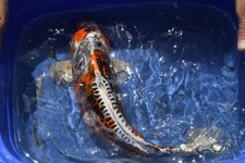 Beautiful shshui koi for sale  Pompano Beach