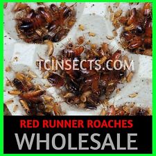 Mixed sizes red for sale  Huntsville