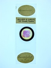 Antique microscope slide for sale  BRISTOL