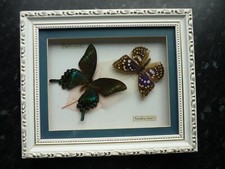 schmetterlinge echt gebraucht kaufen  Oldendorf