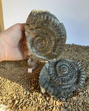 Ammonite hildoceras pyrite for sale  MIDDLESBROUGH