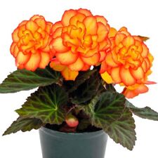 Begonia nonstop fire for sale  BELLSHILL
