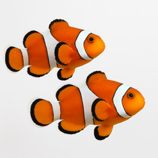 Ocellaris clownfish live for sale  Haslet
