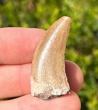 Nice fossil dinosaur for sale  Coppell