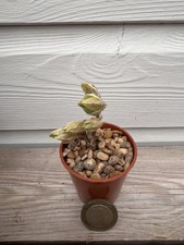 Sceletium tortuosum extremely for sale  SUTTON-IN-ASHFIELD