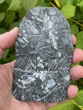 Sides extinct fossil for sale  Allentown