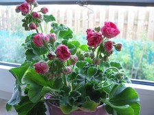 Geranie pelargonia rosalinda gebraucht kaufen  Münster