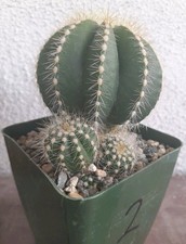 Parodia magnifica balloon for sale  La Mirada