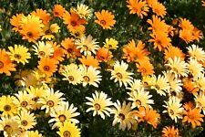 African daisy seeds for sale  Deltona
