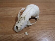 Raccoon skull taxidermy for sale  Carol Stream