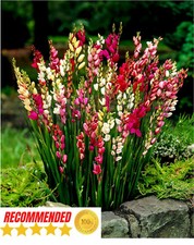 Ixia corn mixed for sale  MELTON MOWBRAY