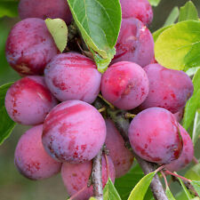 Plum victoria tree for sale  UK