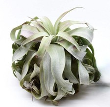 Tillandsia streptophylla piant usato  Napoli