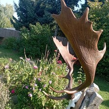 Damhirsch hirschgeweih elch gebraucht kaufen Damhirsch hirschgeweih elch gebraucht kaufen  Görzke