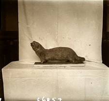 Musée histoire naturelle d'occasion  Paris V