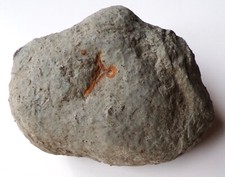British silurian cooksonia for sale  TELFORD