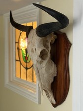 Taxidermy blue wildebeest for sale Taxidermy blue wildebeest for sale  ILFRACOMBE