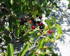 Graines prunus mahaleb d'occasion  Sabres