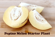 Pepino melon pear for sale  Hercules