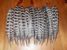Hen pheasant quill for sale  ABERDEEN