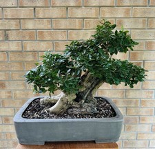 Large yamadori privet for sale  MALTON