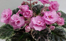 rose bouquet for sale rose bouquet for sale Temple