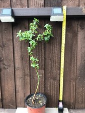 Almond tree year for sale  THORNTON-CLEVELEYS