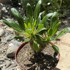Pachypodium lamerei ramosum d'occasion  Expédié en Belgium