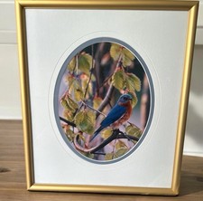 Carl sams loon for sale  Durand
