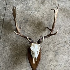 Fallow deer taxidermy for sale  WARWICK