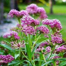 Milkweed swamp carmine for sale  Sevierville