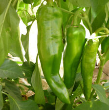 Anaheim chile hot for sale  Deltona