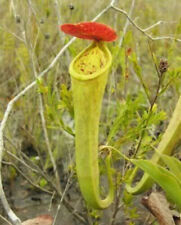 Nepenthes tenax pianta usato  Italia