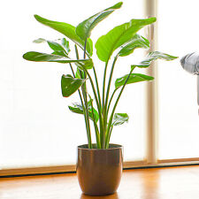 Strelitzia nicolai 45cm for sale  UK