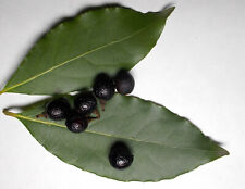 Dried bay leaf for sale  POTTERS BAR