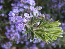 Rosemary cuttings live for sale  Milton Freewater