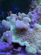 Yellow fiji live for sale  Nashville