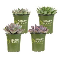 Smart planet qt. for sale  Waxhaw
